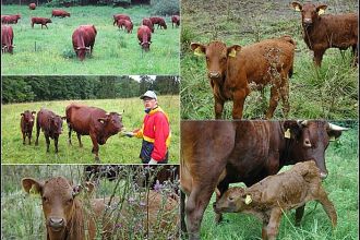 4 Rotes Hoehenvieh im Goldbachtal